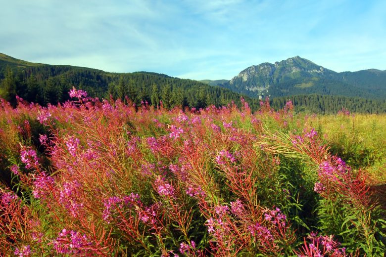 Flora montana: le specie più affascinanti e dove trovarle